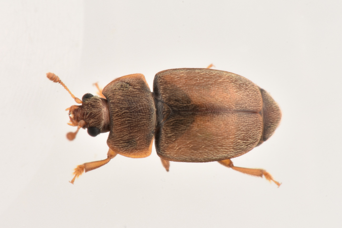 Nitidulidae: Epuraea sp.? cfr. Epuraea (Micruria) melanocephala